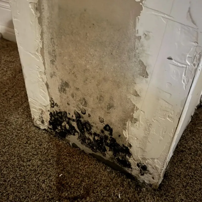 Professional Mold Removal in Vamo, FL